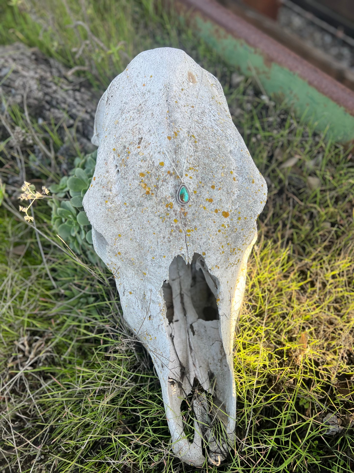 Double Twisted Royston Beauty